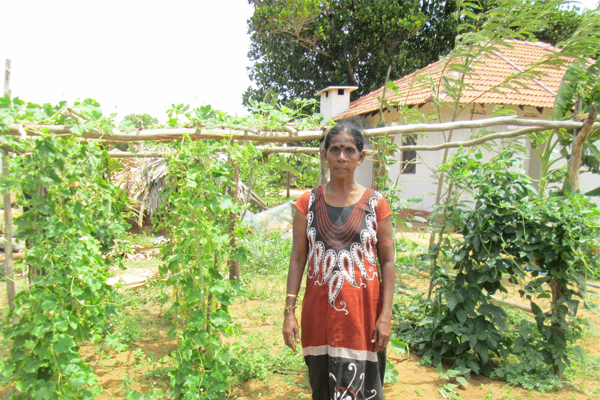 Introducing Organic Home Gardening, Home Vegetable Garden Ideas In Sri Lanka